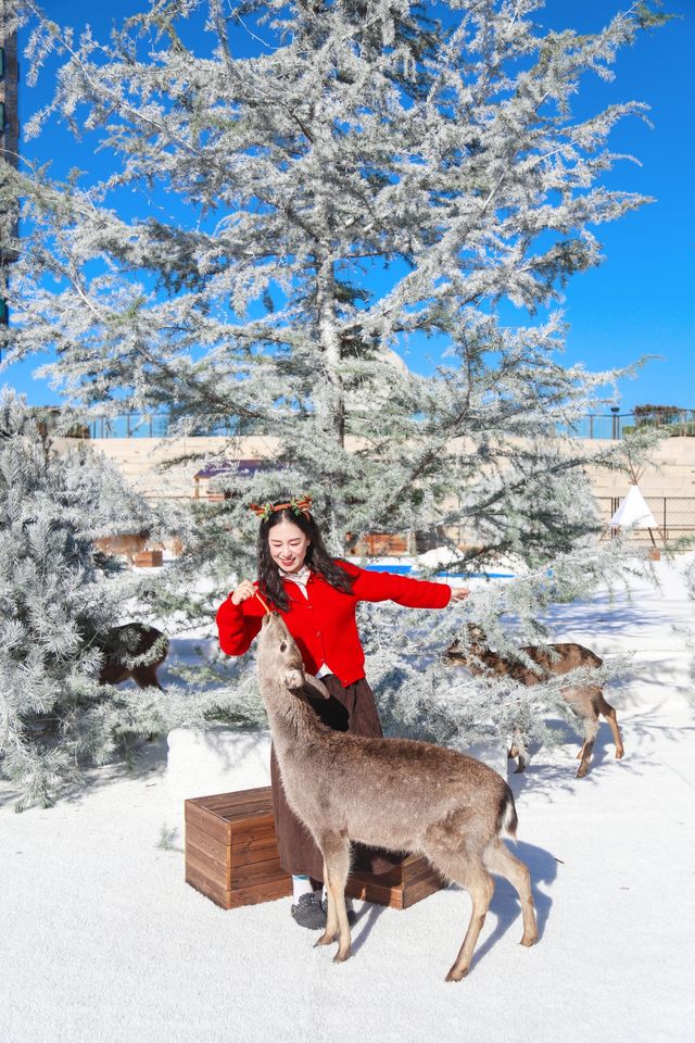 不出青島也能在 雪凇下和小鹿貼貼 不出青島也能在 雪凇下和小鹿貼貼