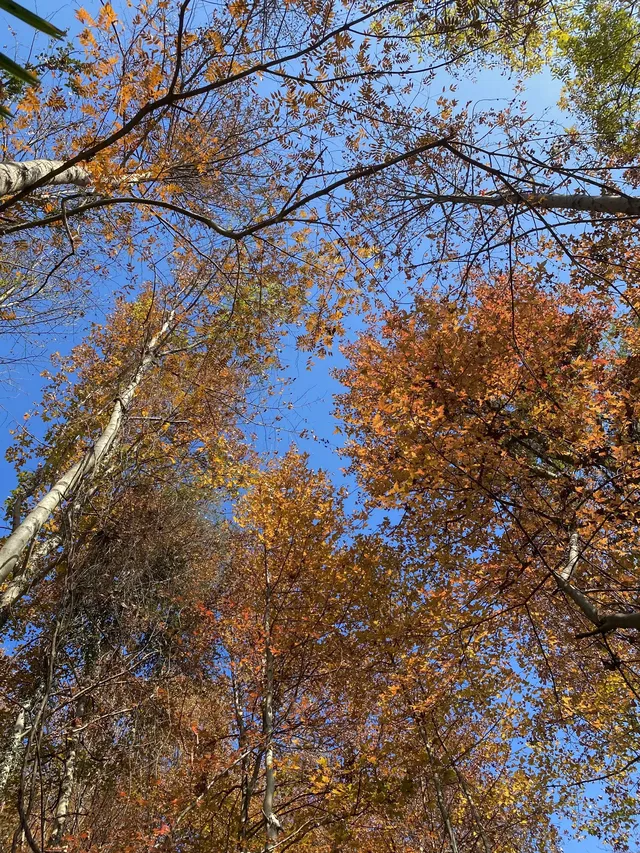 諸暨靈山坞|被銀杏和徒步治癒的秋天 諸暨靈山坞|被銀杏和徒步治癒的秋天