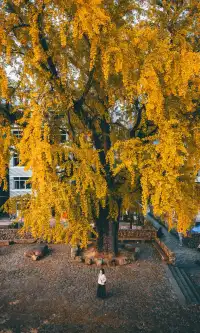 我宣佈這是溫州秋天最美的銀杏樹