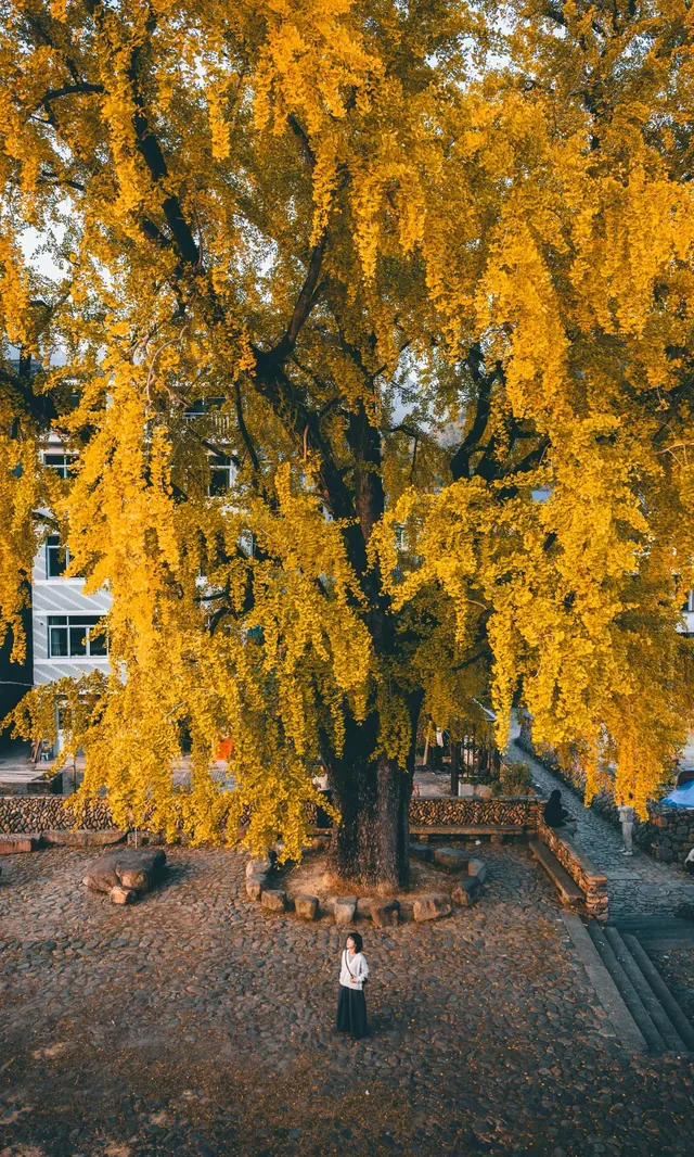 我宣佈這是溫州秋天最美的銀杏樹 我宣佈這是溫州秋天最美的銀杏樹