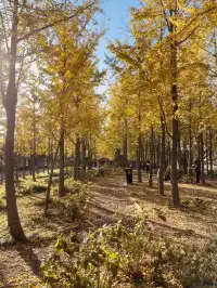 找到了!上海黃得最早的銀杏林免費人少