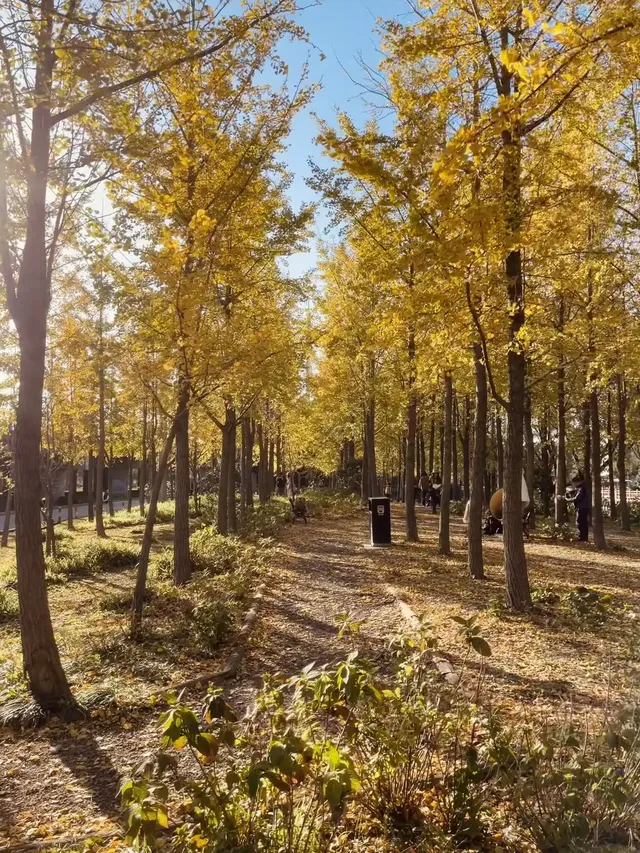 找到了!上海黃得最早的銀杏林免費人少 找到了!上海黃得最早的銀杏林免費人少