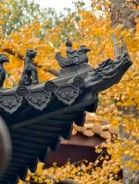 金陵城牆上的銀杏