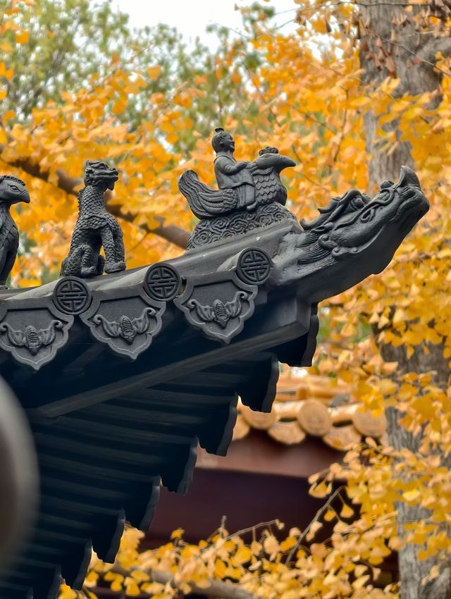 金陵城牆上的銀杏