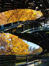 錯過等一年！世博公園銀杏濃度100%