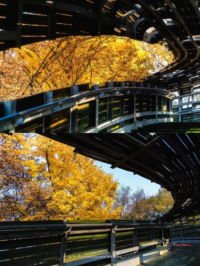 錯過等一年！世博公園銀杏濃度100%