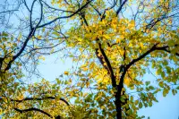 那道光撒向聖三一的銀杏上,也照進我的心裡