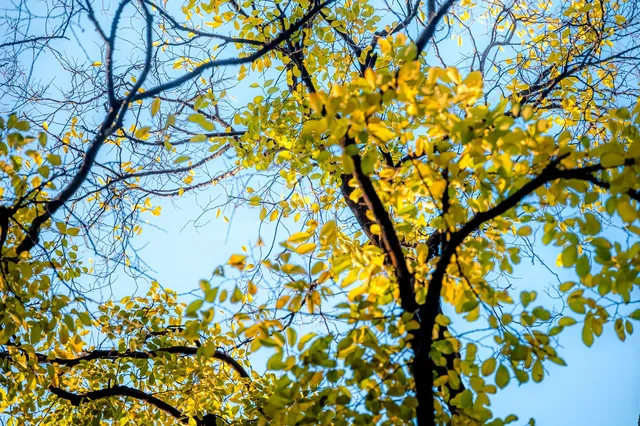 那道光撒向聖三一的銀杏上,也照進我的心裡 那道光撒向聖三一的銀杏上,也照進我的心裡