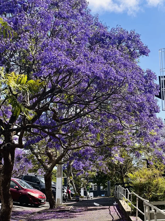 奧克蘭季節限定紫色藍花楹