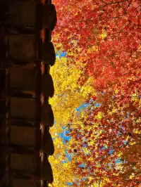 蘇州|西園寺已進入秋季最佳觀賞期