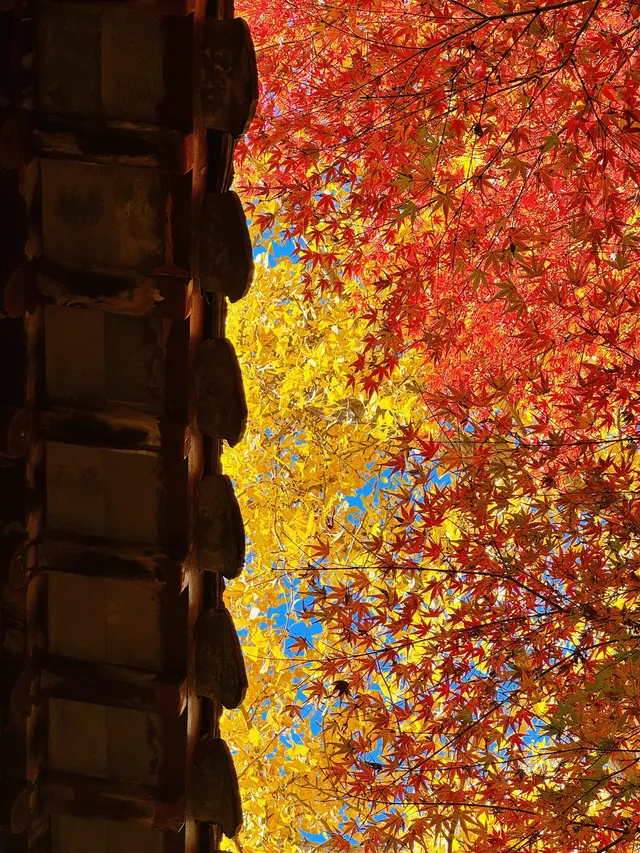 蘇州|西園寺已進入秋季最佳觀賞期 蘇州|西園寺已進入秋季最佳觀賞期