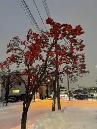 P人北海道Solo Trip一場說走就走的冰雪奇緣