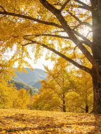 不是日本！廣東省自己的黃金大道