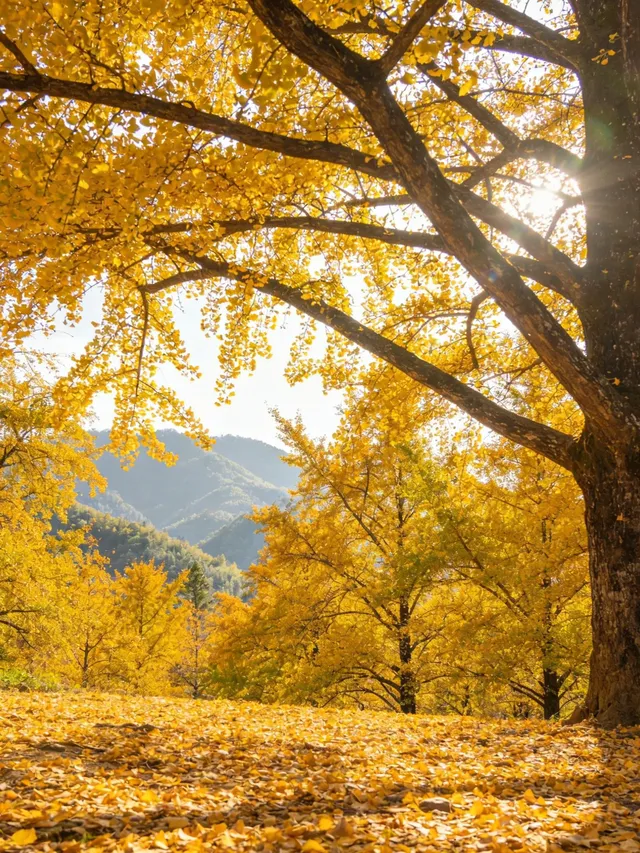 不是日本！廣東省自己的黃金大道