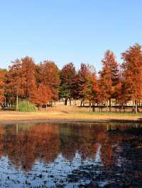 魔都周邊賞秋秘境｜廣富林的紅楓太絕了人少景美快衝！