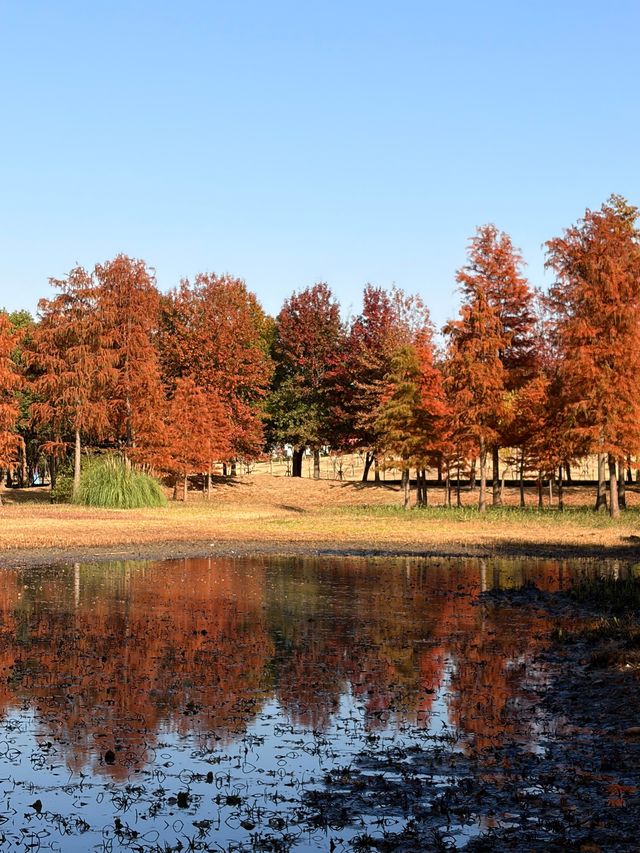 魔都周邊賞秋秘境｜廣富林的紅楓太絕了人少景美快衝！