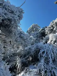 去了郴州3次,莽山看雪就應該這麼玩!!