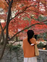 南京中山植物園紅楓崗|進入10日倒數!