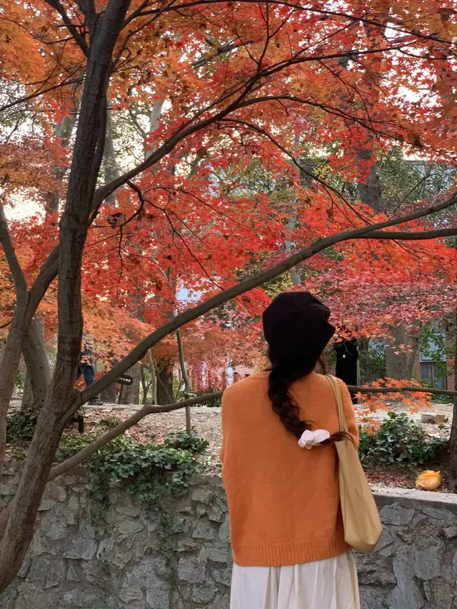 南京中山植物園紅楓崗|進入10日倒數! 南京中山植物園紅楓崗|進入10日倒數!