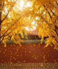 廈門周邊賞秋指南｜錯過本地銀杏？泉州尤溪藏著限定鎏金浪漫