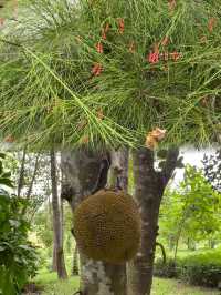 萬寧不止有海|闖入740畝熱帶植物王國