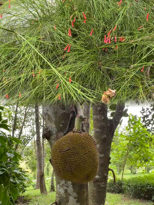 萬寧不止有海|闖入740畝熱帶植物王國 萬寧不止有海|闖入740畝熱帶植物王國