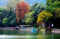 龍潭冬日色彩盛宴,多處觀賞點解鎖生態美景