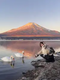 12.7實況live早起會被富士山獎勵粉色日出