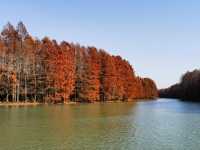 上海秋日出遊優選地