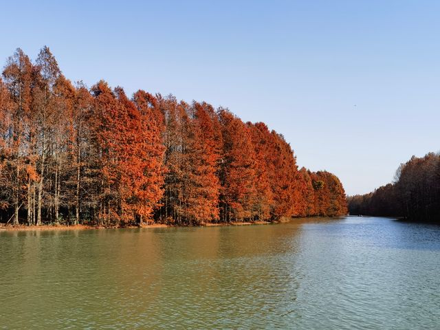 上海秋日出遊優選地 上海秋日出遊優選地