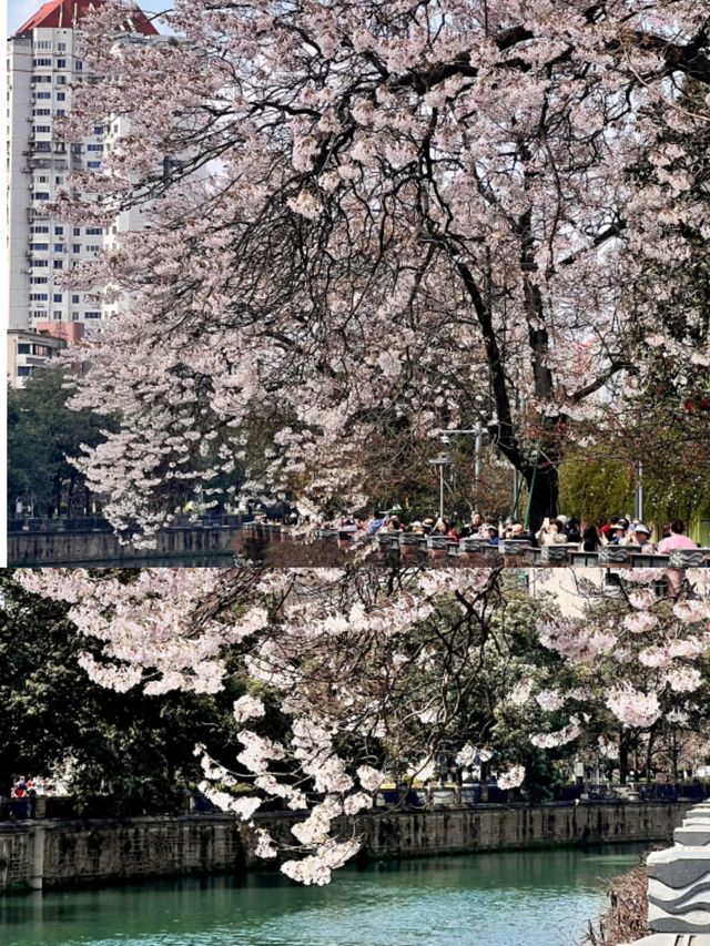 Who understands? Chengdu's exclusive romantic Red Star Bridge Paulownia ...