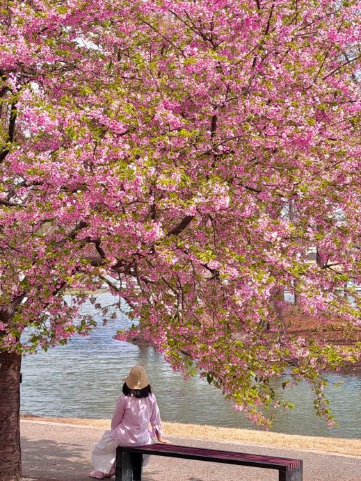 2026 Chenshan Botanical Garden Cherry Blossom Ultimate Guide