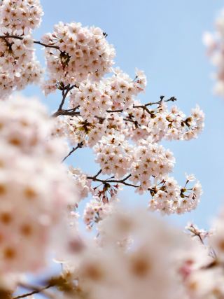 Dalian Yinggeshi | Embark on a Springtime Flower Sea Adventure