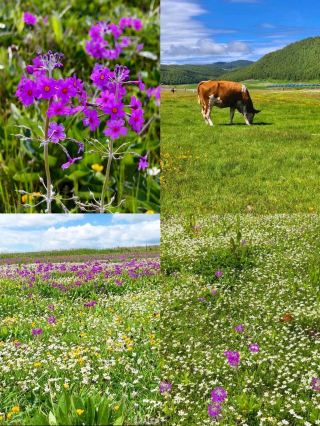 This sea of ​​flowers in the clouds over Lijiang is a local's secret, one they're reluctant to share 🤫