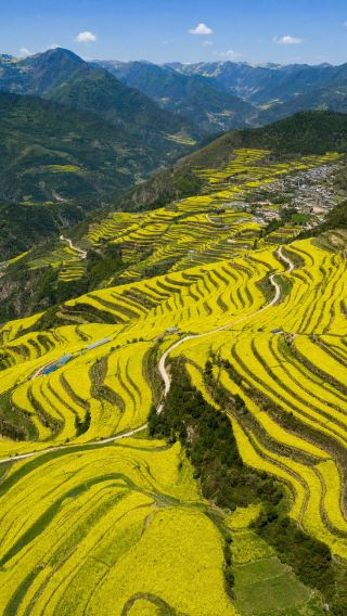 These rapeseed flower terraces in Dingxi are absolutely stunning! Tens of thousands of acres of golden flowers stack like waves in the mountains