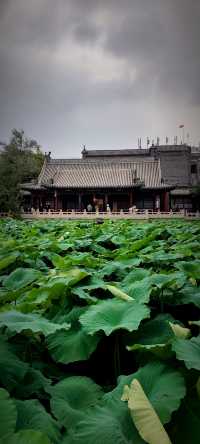 北京盛夏的粉色秘境蓮花池公園太仙了!