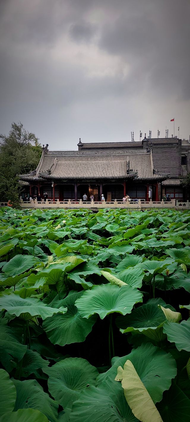 北京盛夏的粉色秘境蓮花池公園太仙了!