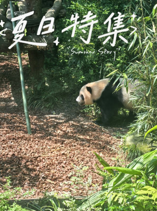 Panduan Wisata Keluarga ke Lembah Panda Chengdu: Bahkan anak berusia empat tahun pun dapat dengan mudah menikmati tempat yang menjadi pusat kekayaan nasional ini.