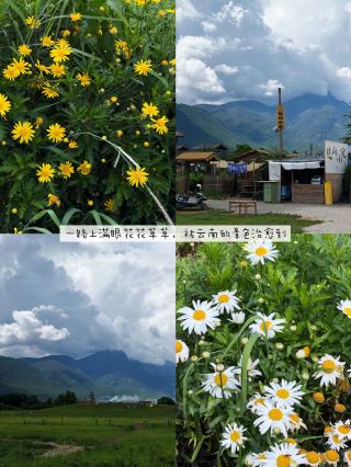 Traveling with kids, I really don't want to rush between attractions.
Sleep in, take it easy when tired, and head wherever it's less crowded. An 8-day, 7-night slow-paced trip, and the experience was great.
Day 1 ✈️ Fly from Shenzhen to Lijiang. Renting a car in advance is a game changer; picking it up at the airport is super convenient.
Didn't dive straight into the crowds in Dali; our first stop was Baisha Ancient Town.
We mostly got around on e-scooters here. It costs a few dozen yuan to ride for half a day, which is very convenient for exploring the town.
Took the kid to Hutuwo Ranch to feed the lambs. It's 10 yuan for a basket of veggies. The lambs chased the kid around, and they had a blast. The scenery is average, but as long as the kid is happy, that's enough.
Stumbled upon Yundi'an in the evening; just buy a coffee to enter. I personally love this place! The grounds are open and clean, and the kid can run wild. Definitely come in the evening—around 20°C with a breeze, it's relaxing and great for photos. The UV rays are too strong during the day.
Day 2: Continued wandering around Baisha. The ancient town isn't big, and there's an old street nearby. No need to obsess over navigation; just wandering through the alleys often leads to little surprises. Took the kid to try pea pod handicrafts—quietly doing some DIY.
In the afternoon, rode the e-scooter around Lijiang Ancient Town and found a coffee shop to rest and have some cake.
In the evening, visited Zhongyi Market. Lots of fruits I'd never seen before, and it's full of local life. It's just that there are a lot of cars at night, so we parked a bit further away and walked over.
Day 3: A very fortunate choice for this trip. For summer vacation, we skipped the crowded Shuanglang and Xizhou and came straight to Wenbi Village.
Stopped along the way; the fruit sold by local farmers on the roadside was sweet and affordable.
The ancient towns on the west side of the sea are great for sunsets, but the east side has wider views and fewer people. With a kid, I prefer the east side.
The homestay we stayed at was very quiet, avoiding the traffic jams of the main crowds. In the afternoon, went to Red Stone Coffee. Took the sightseeing bus to the top of the mountain so we didn't have to hike up. Sat and waited for the Erhai Lake sunset; the scenery was so healing.
At night, after the kid fell asleep, had a barbecue on the terrace with my partner. With the evening breeze blowing, this is what a vacation is all about.
Day 4: Drove for over 1 hour to Shaxi, a place I absolutely love.
Rice paddies everywhere, quiet and peaceful, no noise. The Yunnan sun is too intense, so we went back to the homestay for a nap at noon and didn't head out again until 4 or 5 PM when the sun was weaker.
Rode the e-scooter around the village and rice paddies, sat at a rice paddy coffee shop, and told the kid a bit about rice paddies. Shaxi at sunset has such a great vibe.
Day 5–6: Stayed in Shuhe.
Didn't go to any paid attractions. Went to the fishing village at Lashihai, a free wetland corridor where you can see horses. It's perfect for a quiet outing with the kid.
Took the kid to try tie-dyeing. Making things by hand gave the kid a great sense of accomplishment. Ran into a rain shower and even saw a double rainbow—a little surprise on the trip.
Day 7–8: Spent the last two days exploring Lijiang Ancient Town and the night market. Ate some delicious stir-fried rice noodles and bought a few small souvenirs, whiling away the time slowly.
On the eighth day, after lunch, visited a coffee shop on the hilltop before heading to the airport for the return trip.
8 days and 7 nights, not rushing the schedule, not trying to check off every single spot.
Family travel doesn't have to mean running to every single place; slowing down to spend time together is what's truly precious.
Looking forward to next year's family trip 🥰