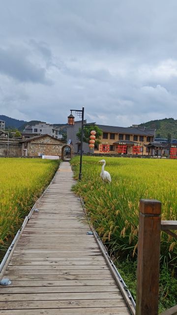 Rice paddies, egrets, and thousand-year-old architecture! This hidden, free ancient town in Fujian is so soul-soothing
