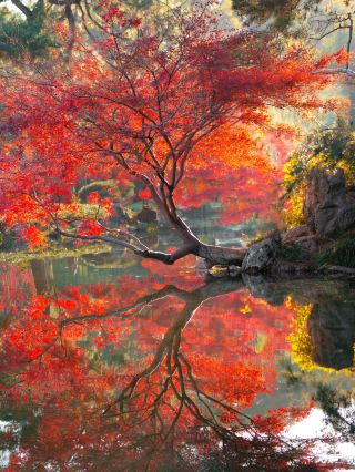 howto|Hangzhou in the coming months is the peak of autumn travel❗️