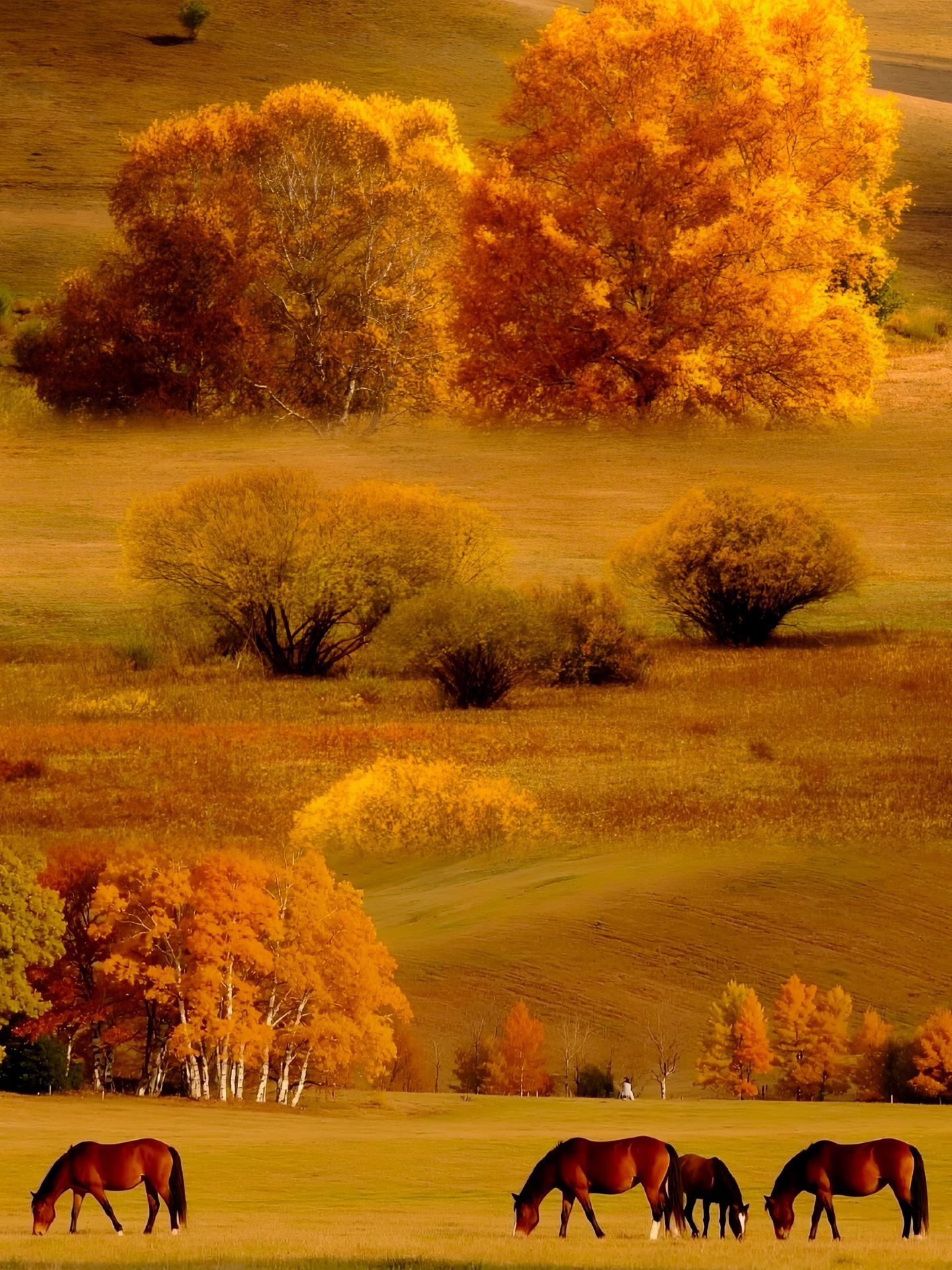If you don't visit Saihanba in autumn, you'll never know how breathtaking the northern fall colors can be.