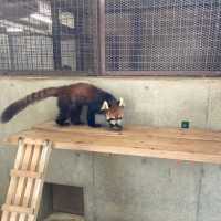 キリンを上からも下からも観察できる　京都市動物園