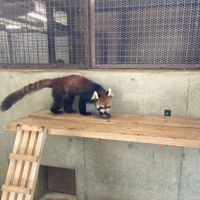 キリンを上からも下からも観察できる　京都市動物園