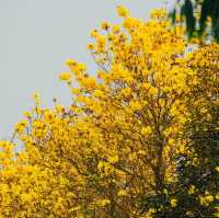 ถนนสีเหลือง ดอกเหลืองอินเดีย 🌼