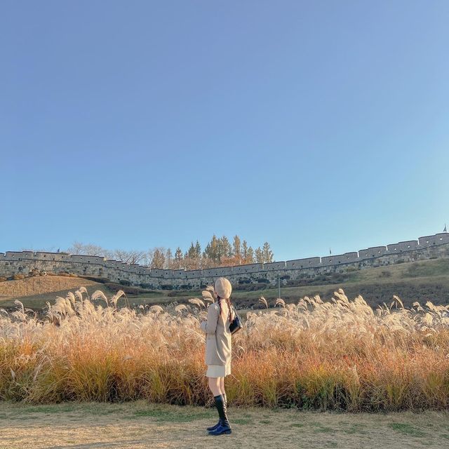 수원 방화수류정 근처에 있는 억새포토존 🌾✨
