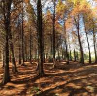 Tall Pine Trees At Bade Bald Cypress Forest