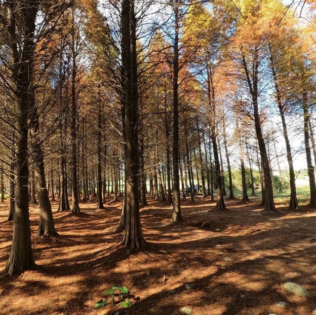 Tall Pine Trees At Bade Bald Cypress Forest