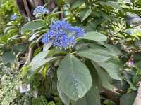 香港賞花 | 不只得荷花的城門谷公園