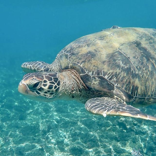 與海龜共舞🐢｜小琉球花瓶岩